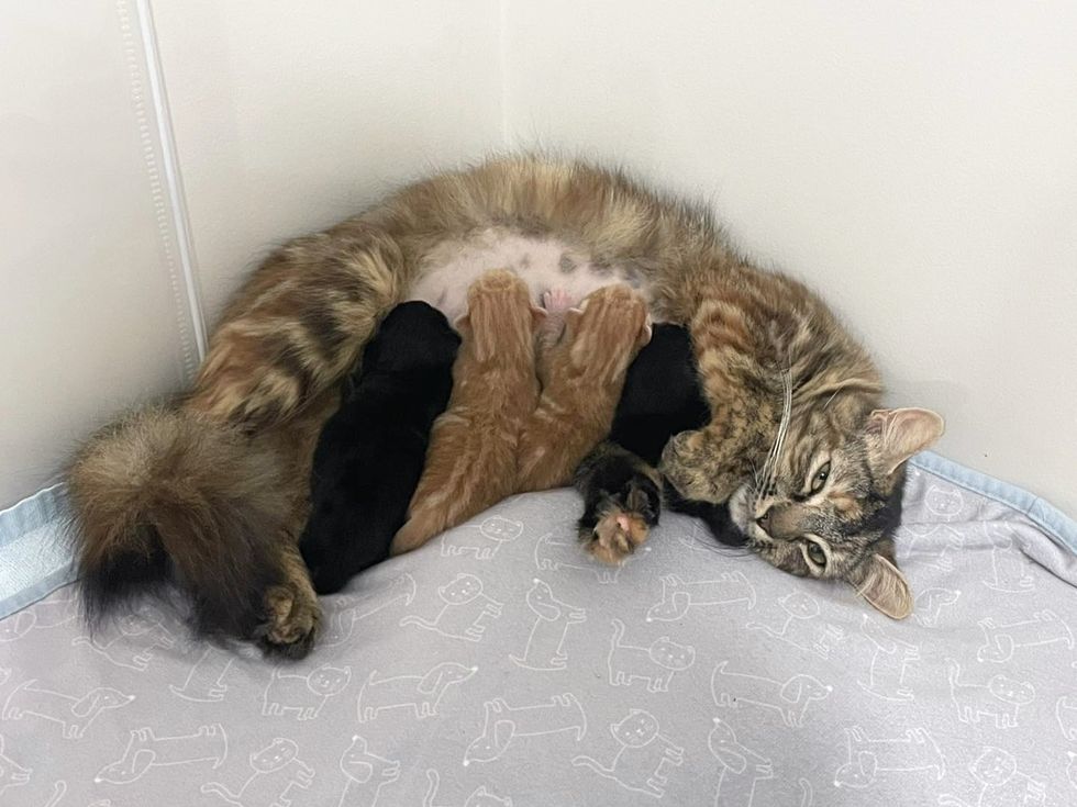 cat nursing kittens sweet