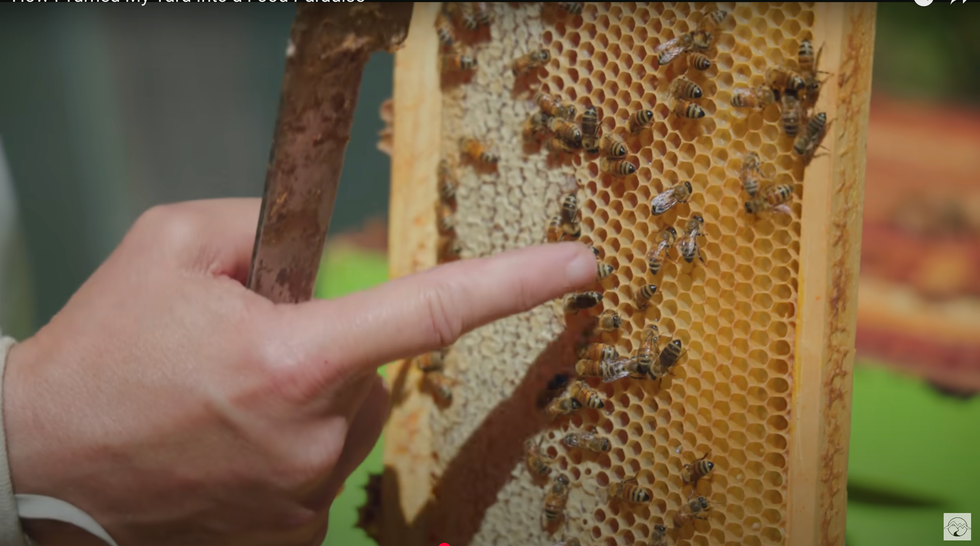 bees on a honeycomb