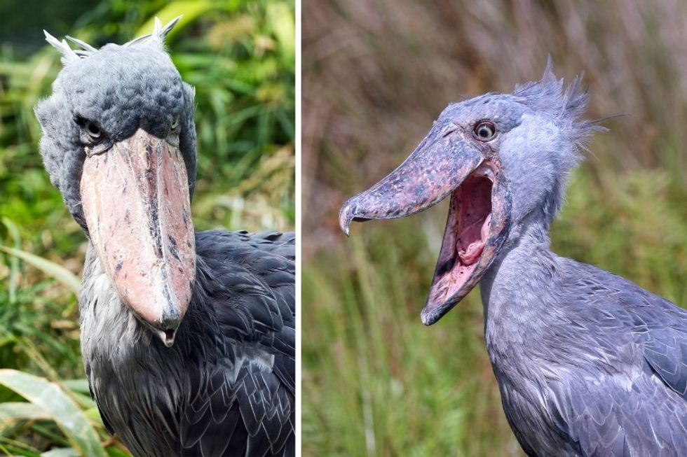 shoebill stork