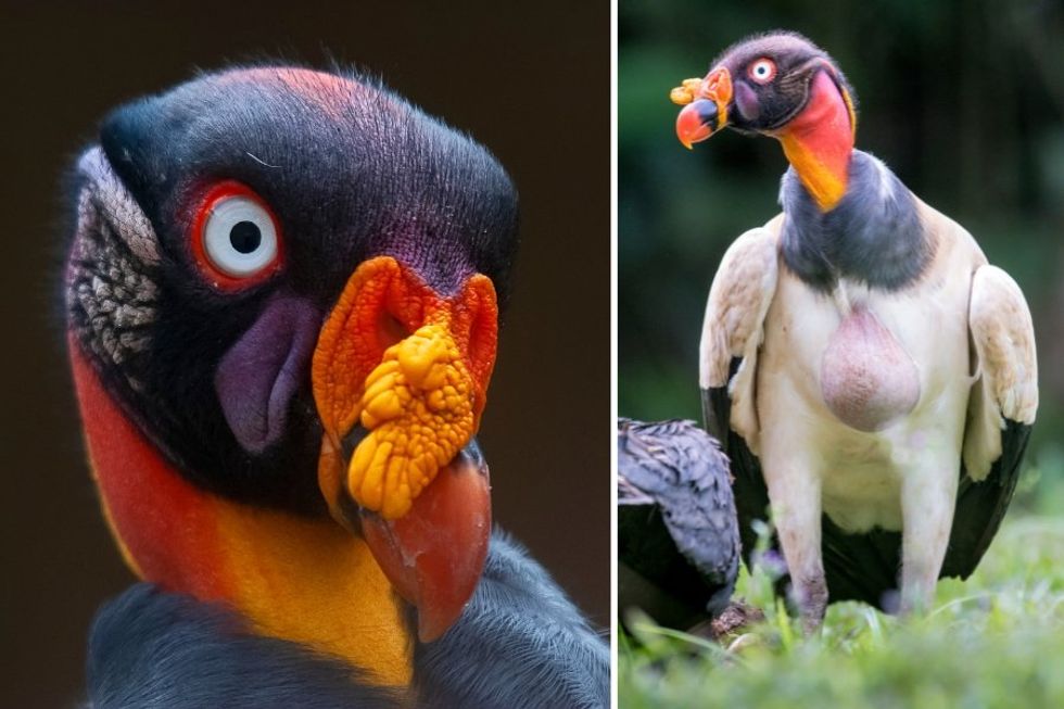 king vulture