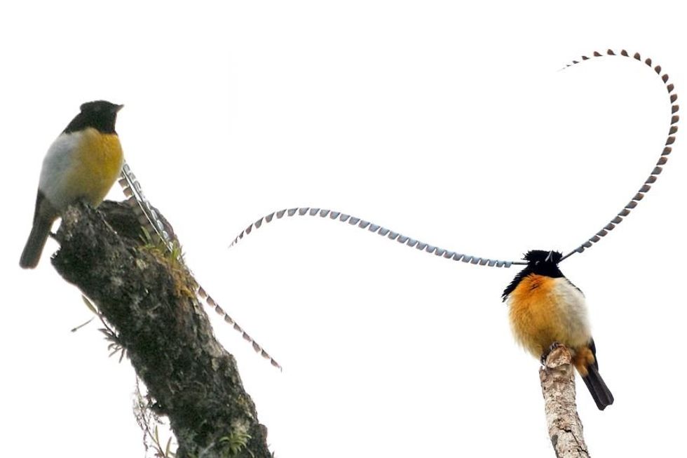 King of Saxony Birds of Paradise