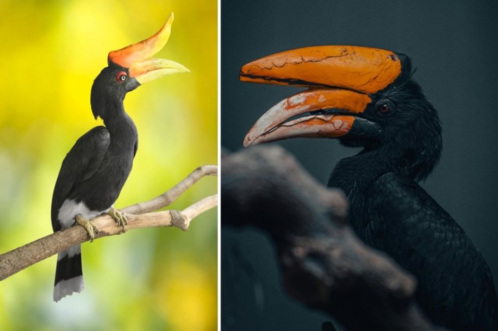 rhinoceros hornbill