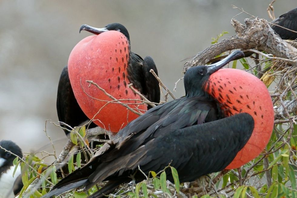 magnificent frigatebird