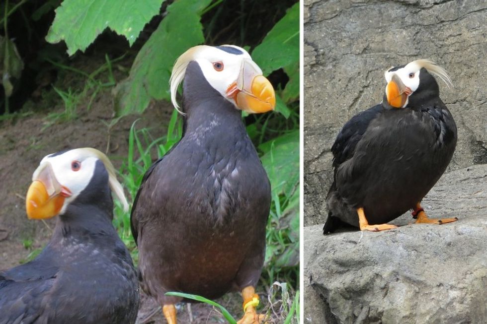 tufted puffins