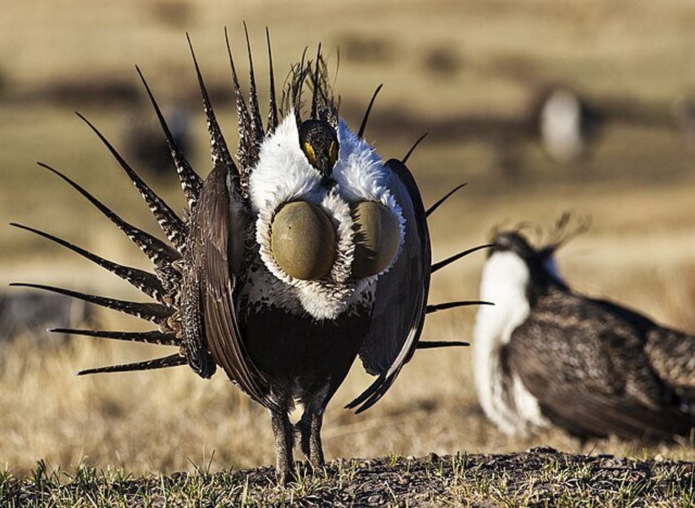 greater sage grouse
