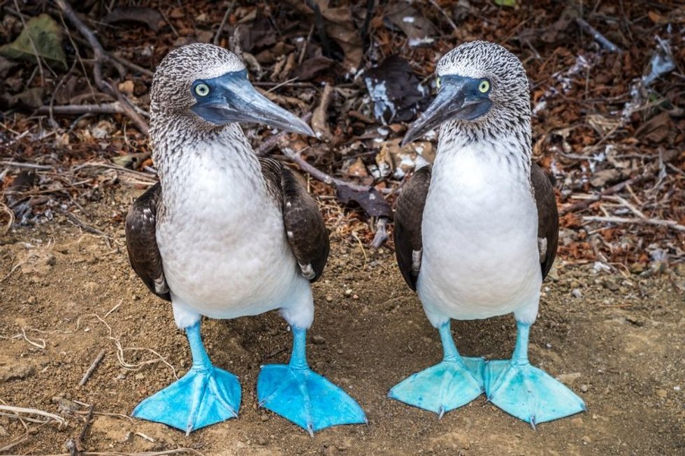 blue footed booby