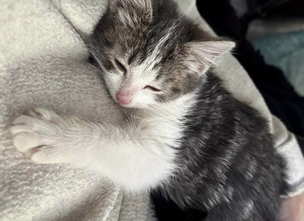 snuggly kitten sleeping