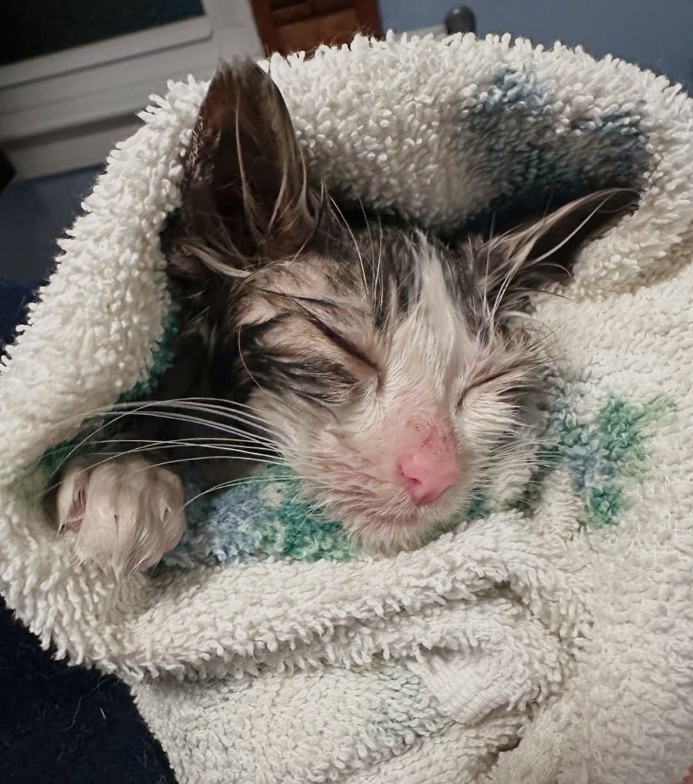 cleaned purrito kitten