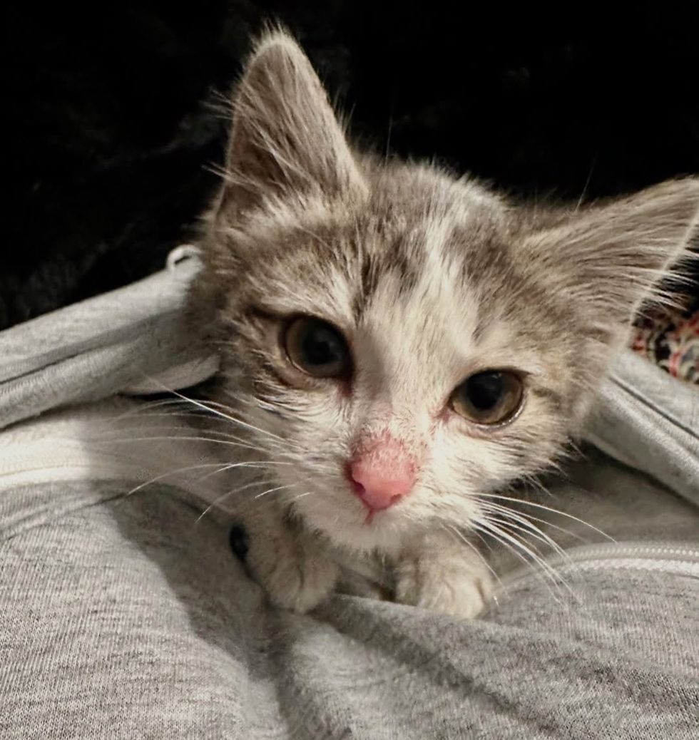 kitten snuggly pouch