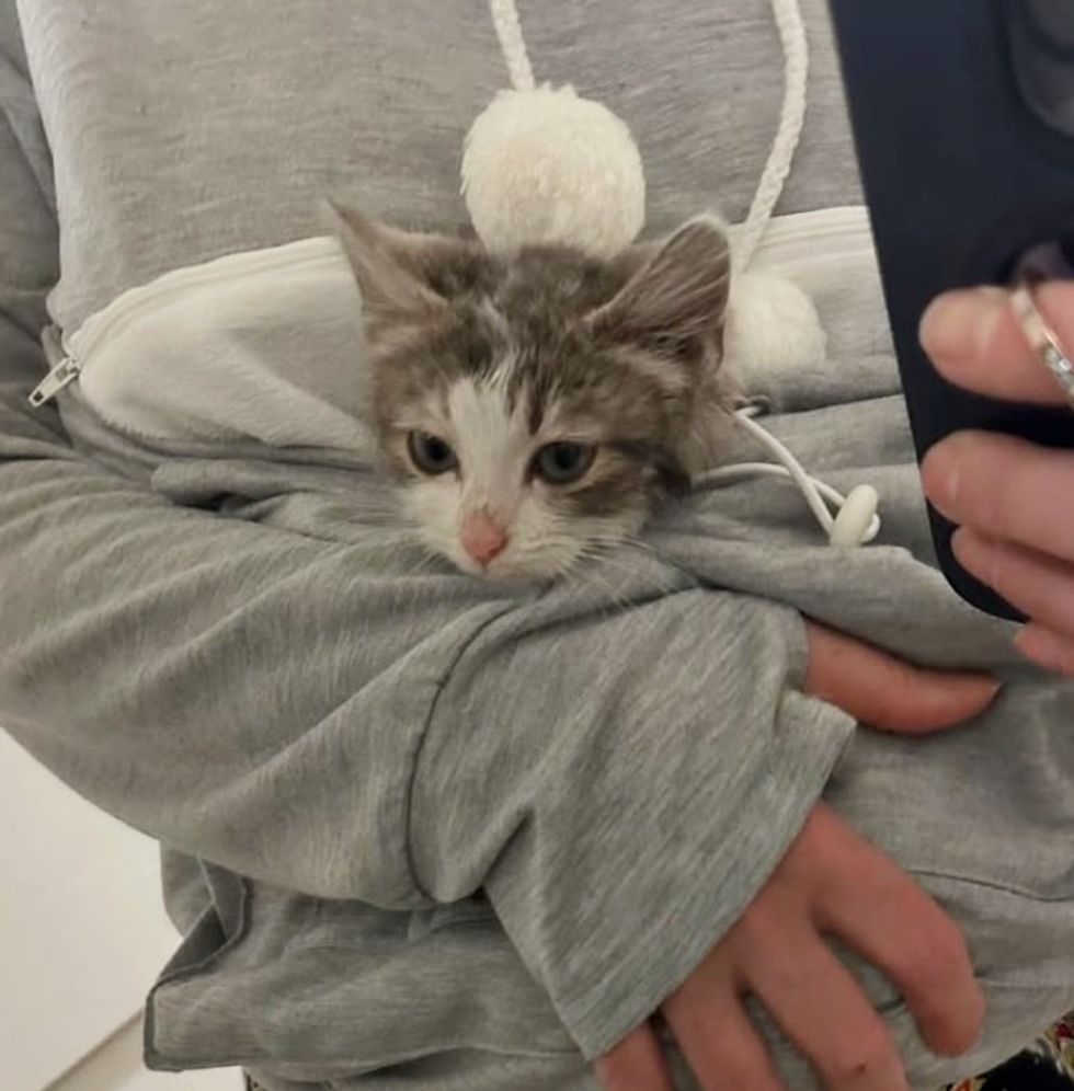 kitten carried pouch