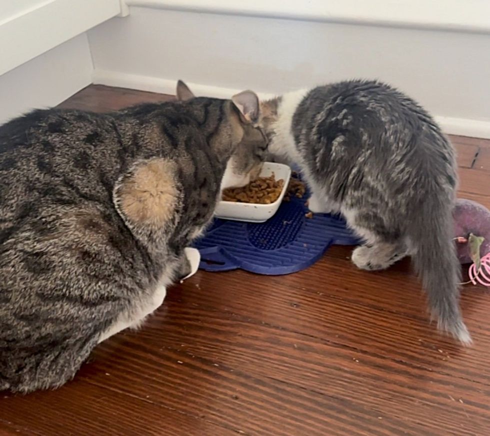 kitten cat eating food