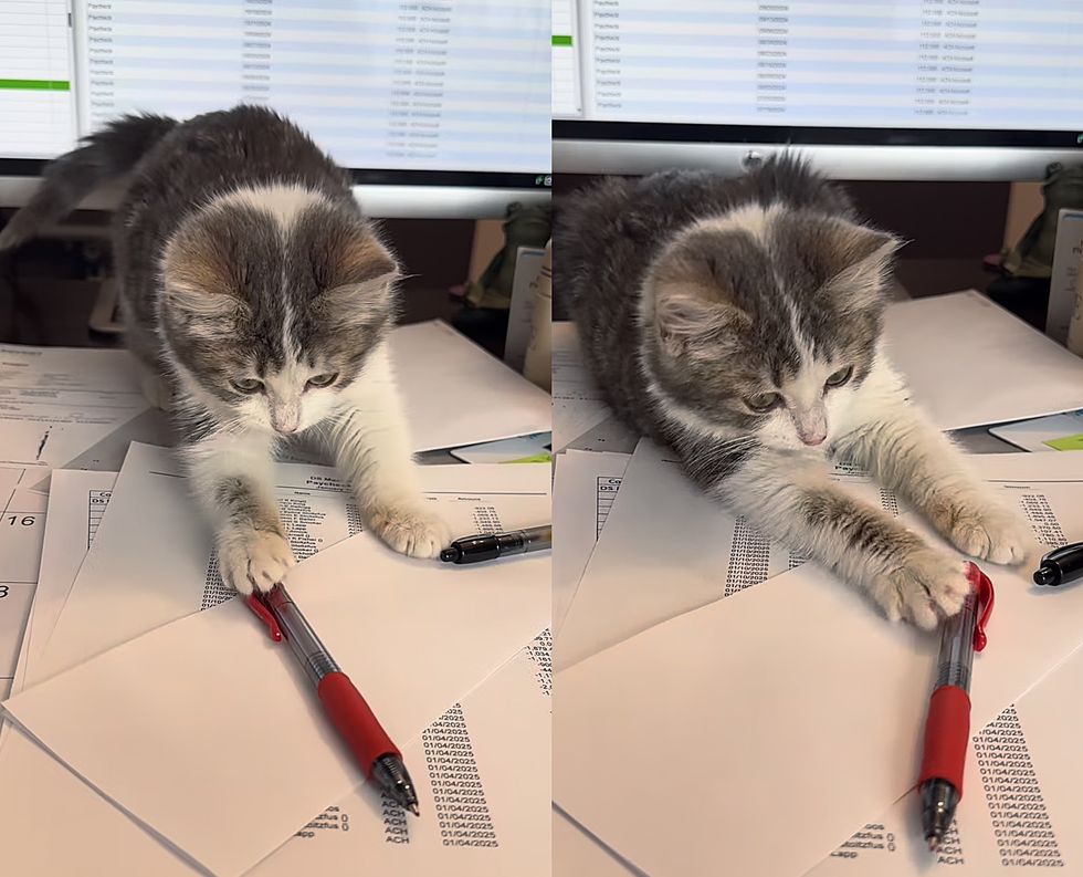 kitten office helper