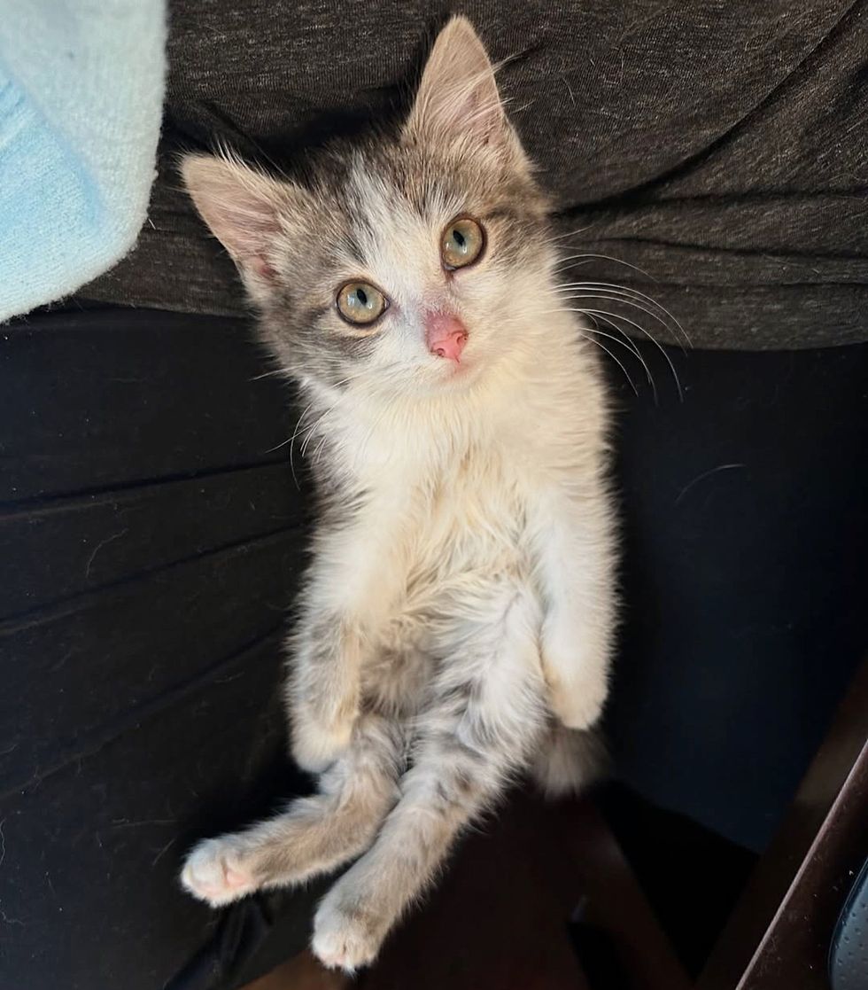 sweet kitten sitting lap cat