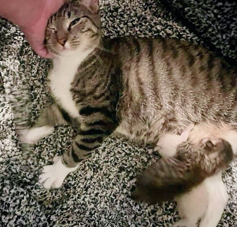 tabby cat nursing kittens