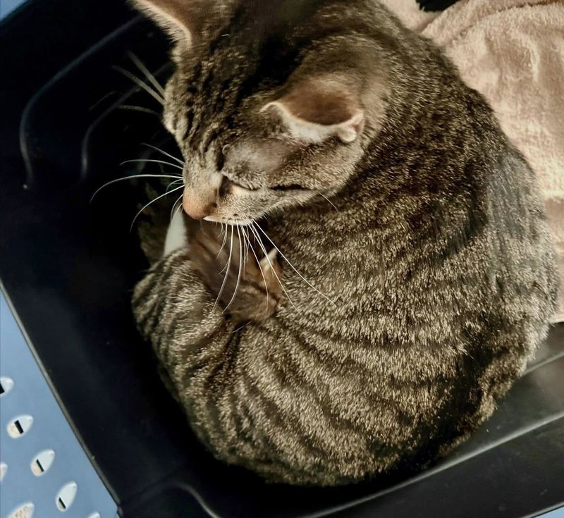 tabby cat cuddles kittens