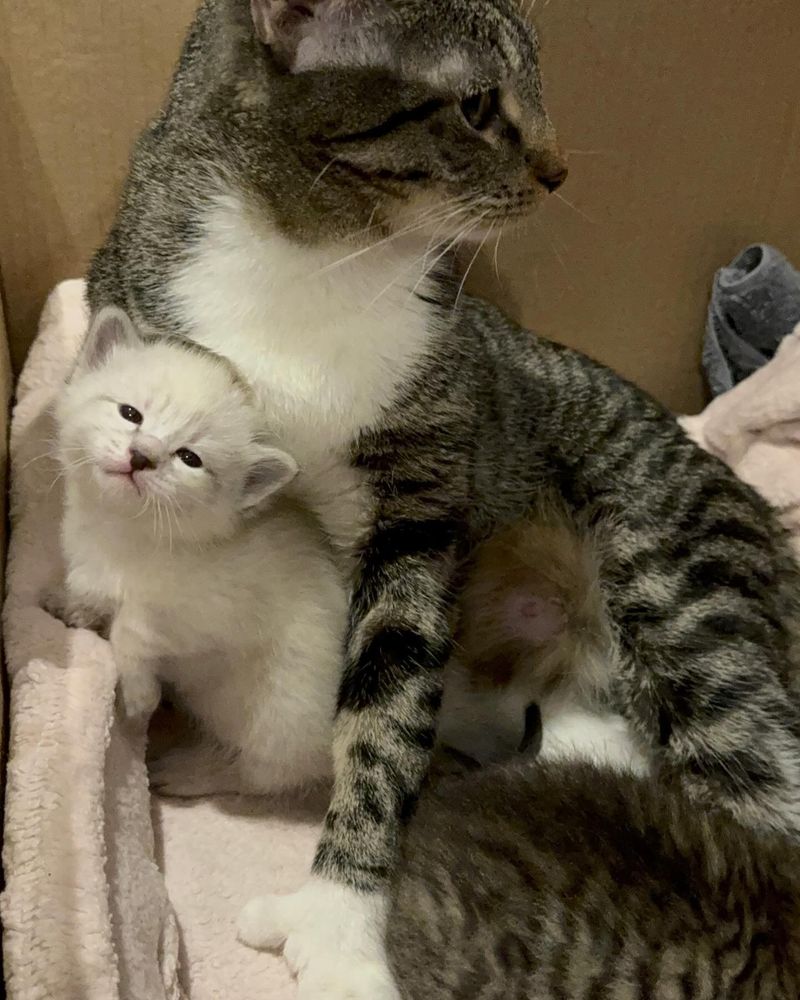 tabby cat kitten hugs