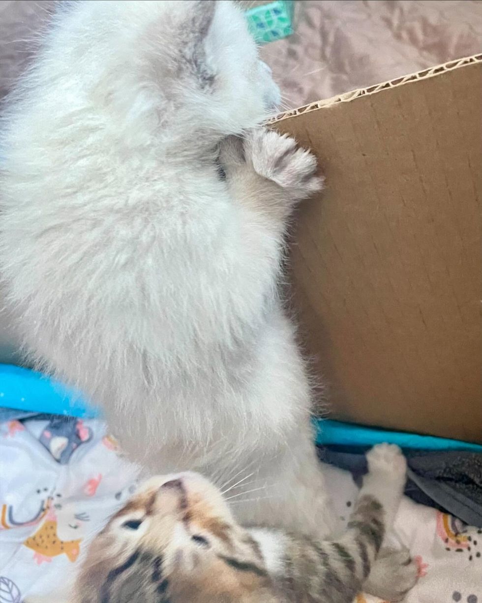 kittens climbing box