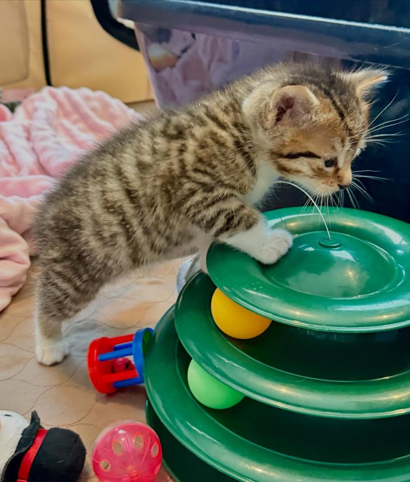 tabby kitten playful