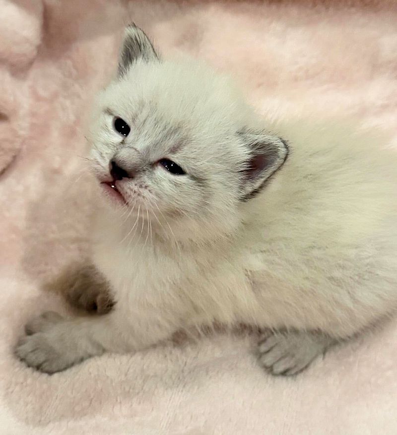 siamese kitten extra toes