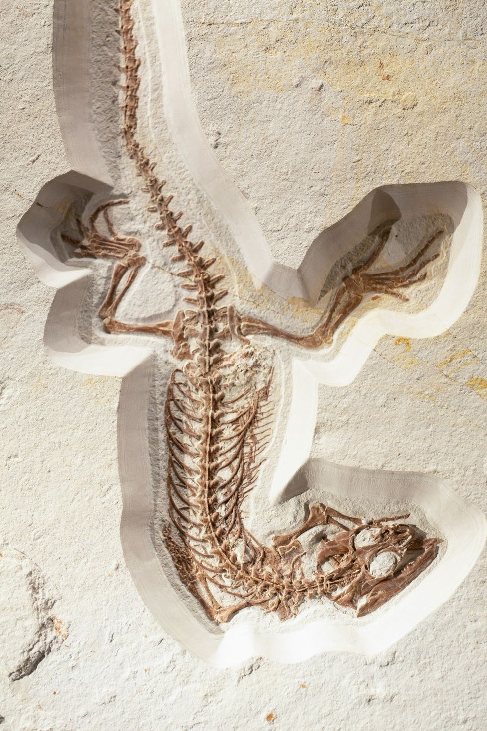 lizard fossil in sand