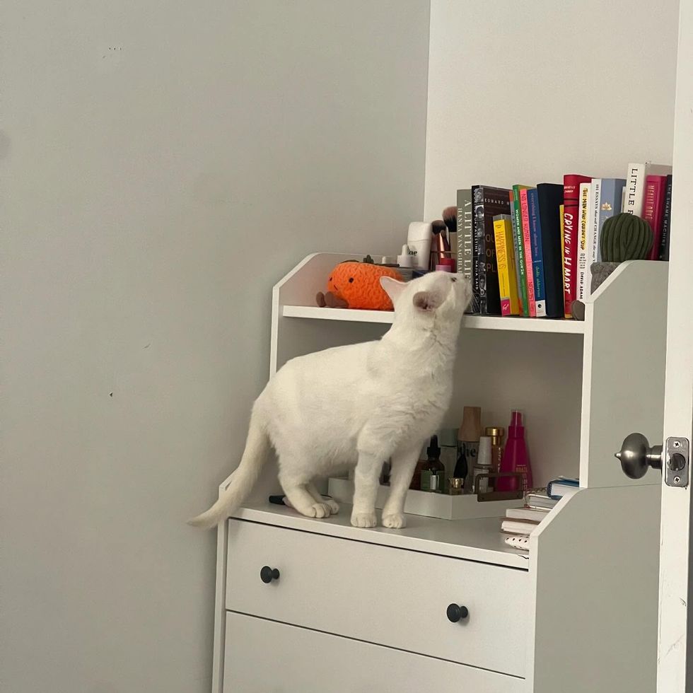 cat exploring book shelf