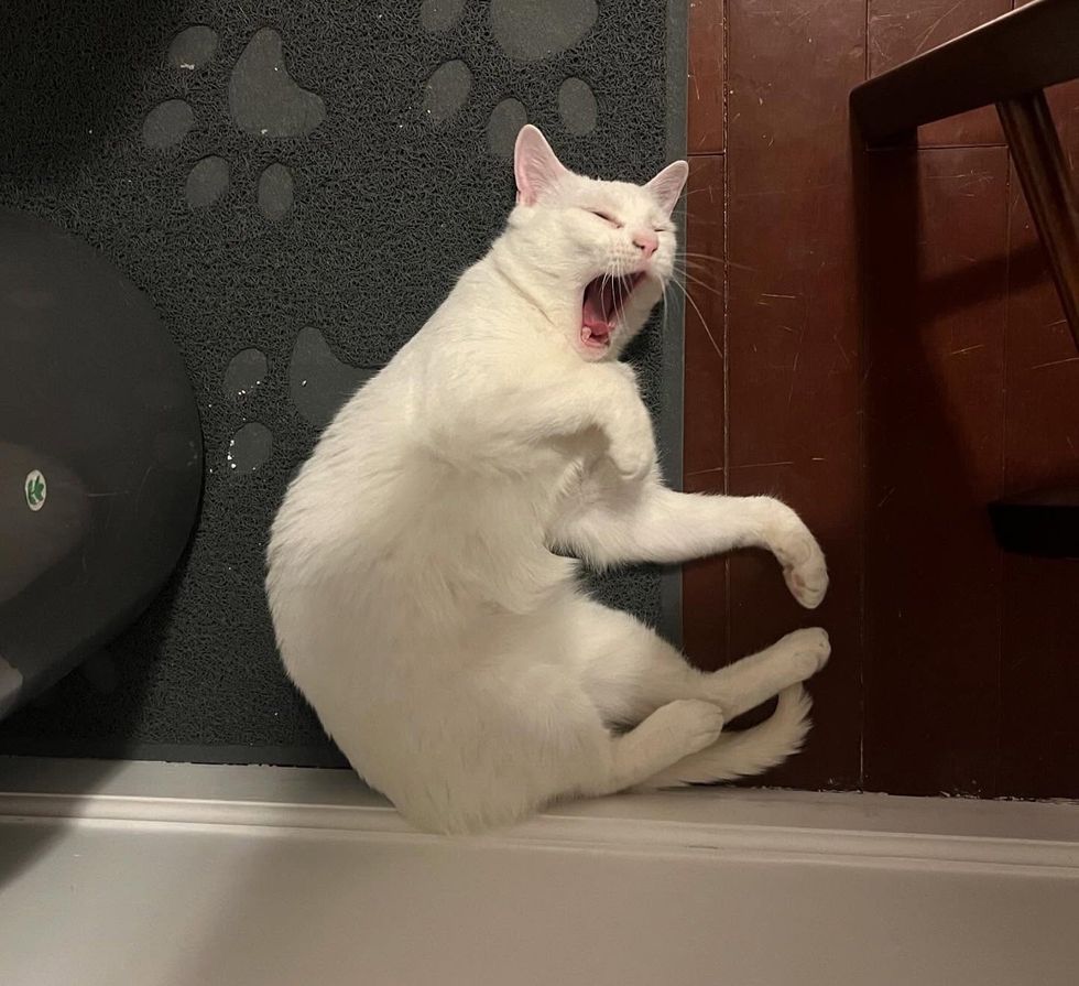 cat yawning happy