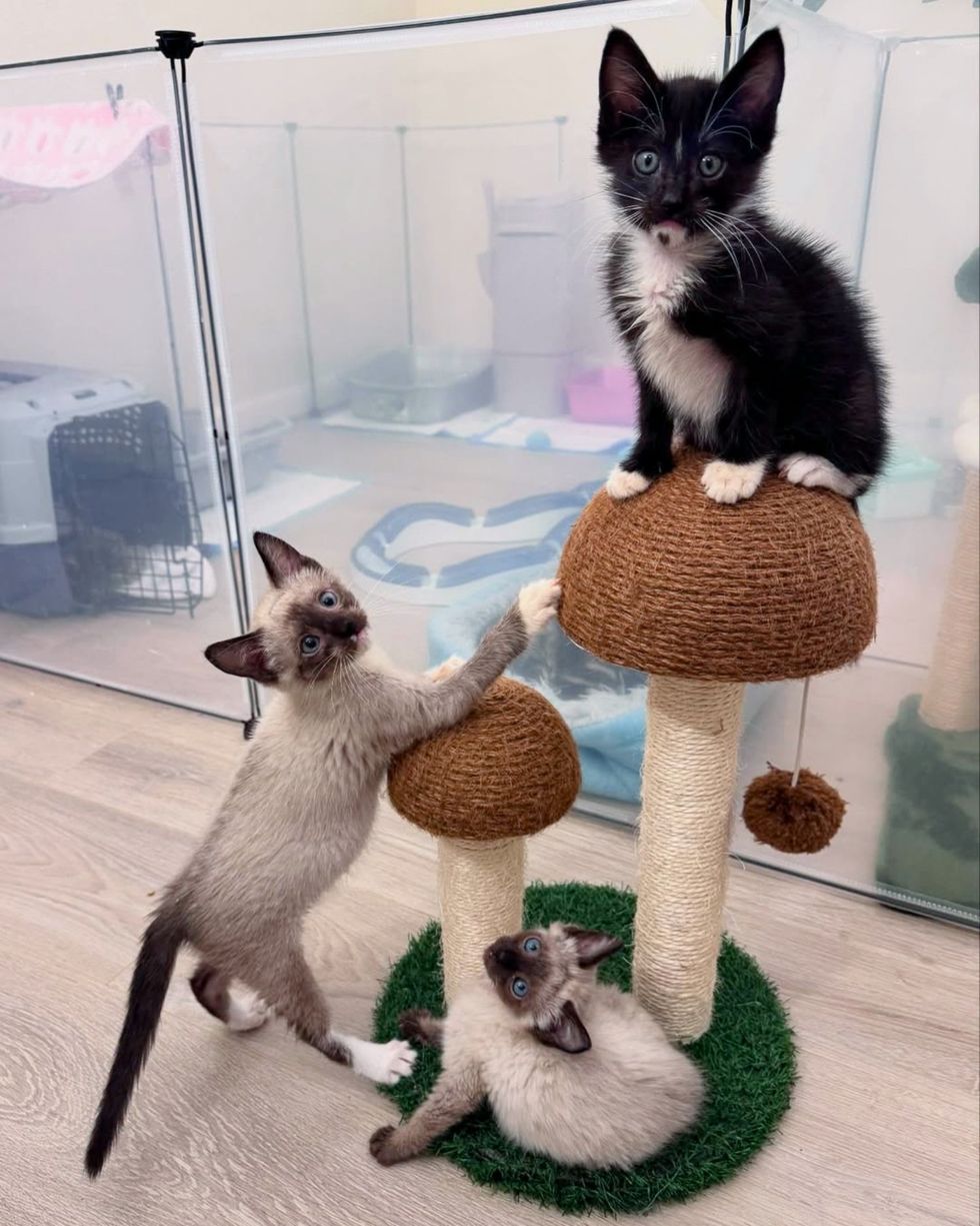 trio siamese kittens tuxedo