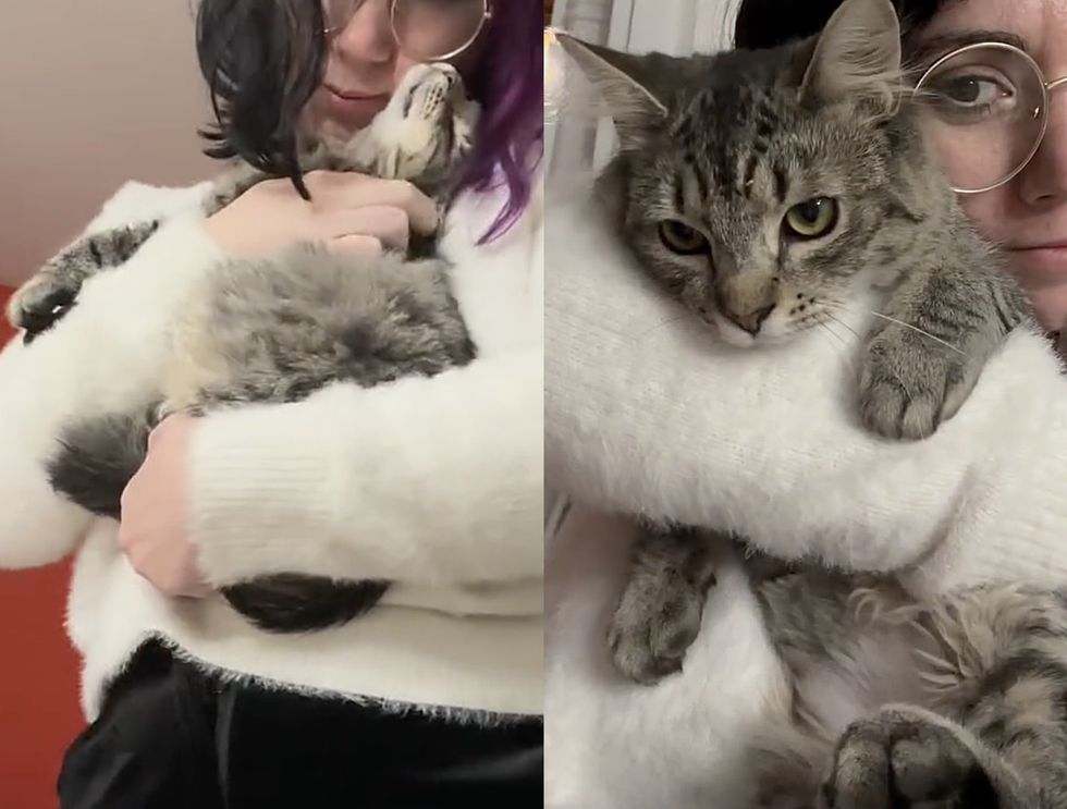 snuggly cuddly tabby kitten