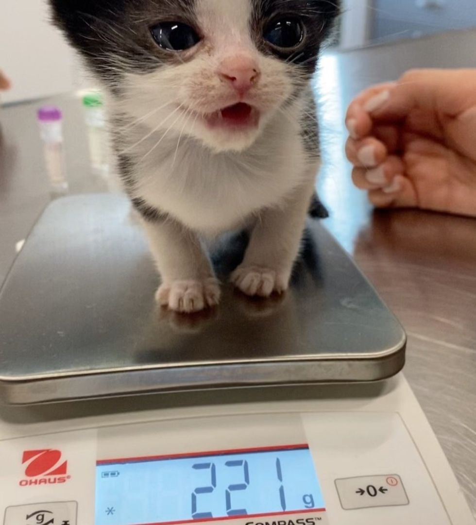 tiny kitten scale