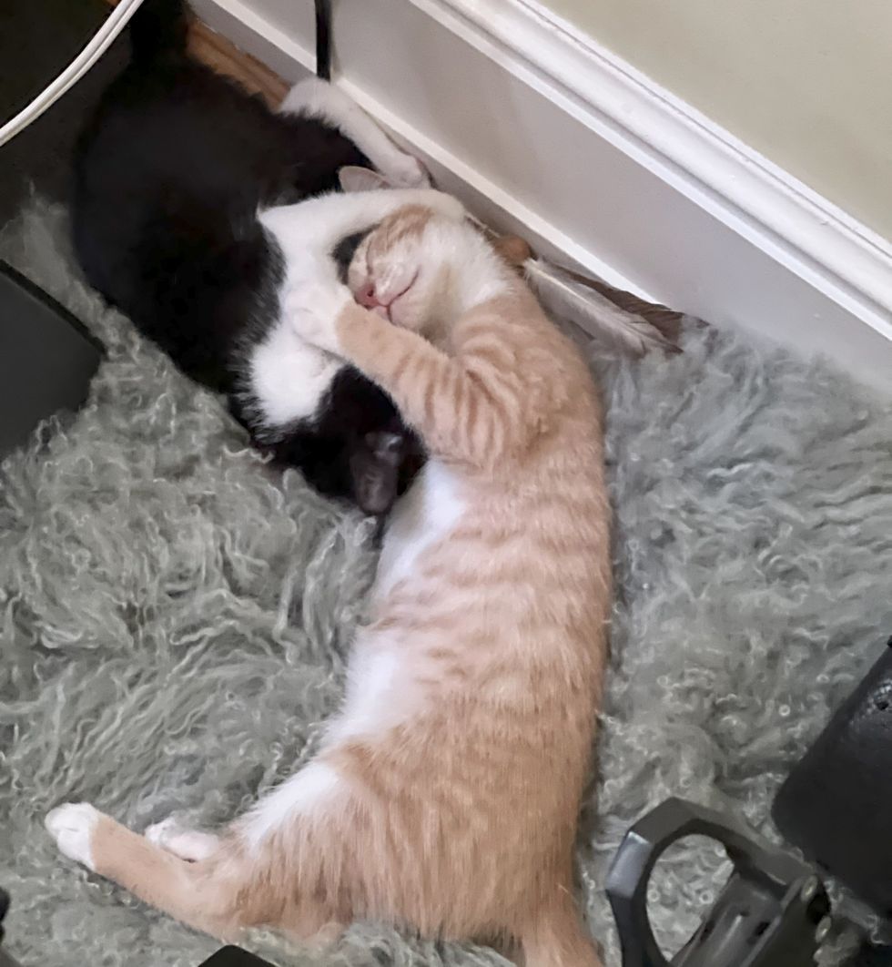 snuggly kittens friends