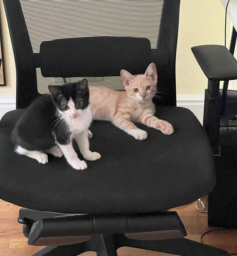 kittens office chair