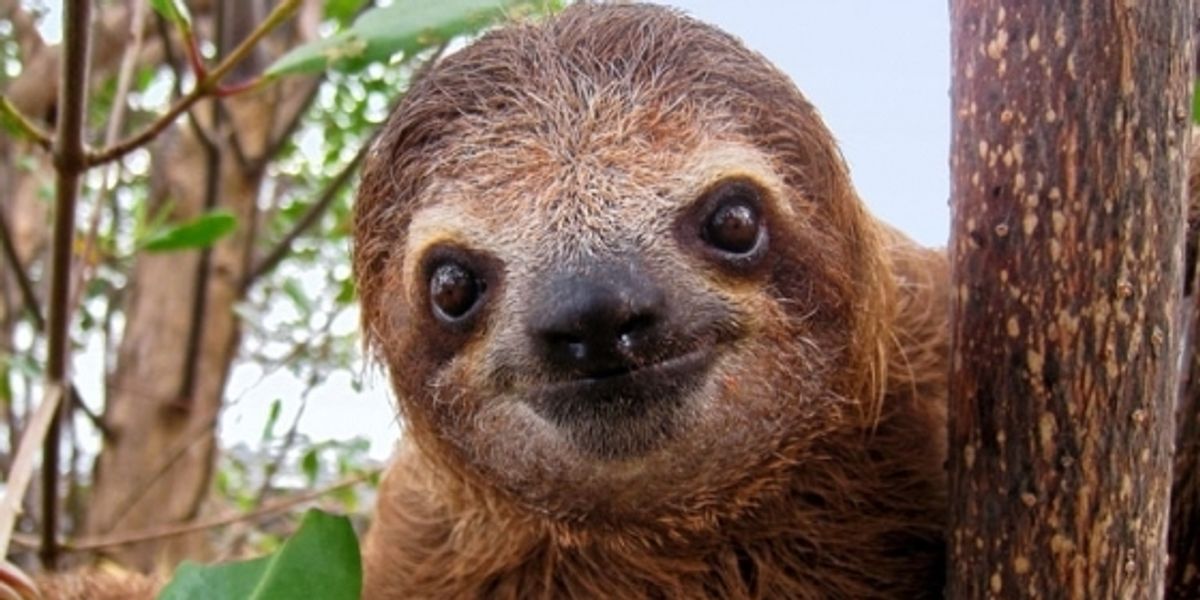 A Sloth Festival Is Happening in SF this Summer - 7x7 Bay Area