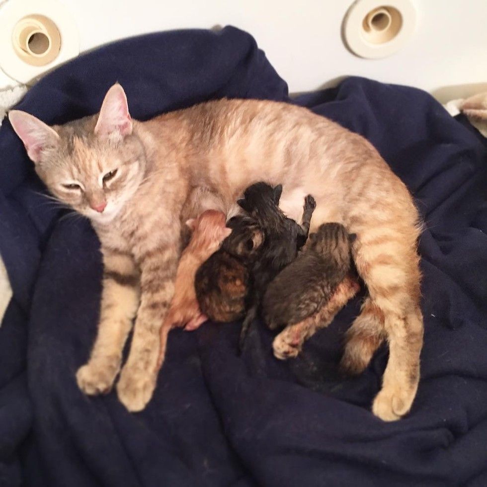 Woman Showed Frightened Pregnant Cat Love, Now She Loves Her Babies the