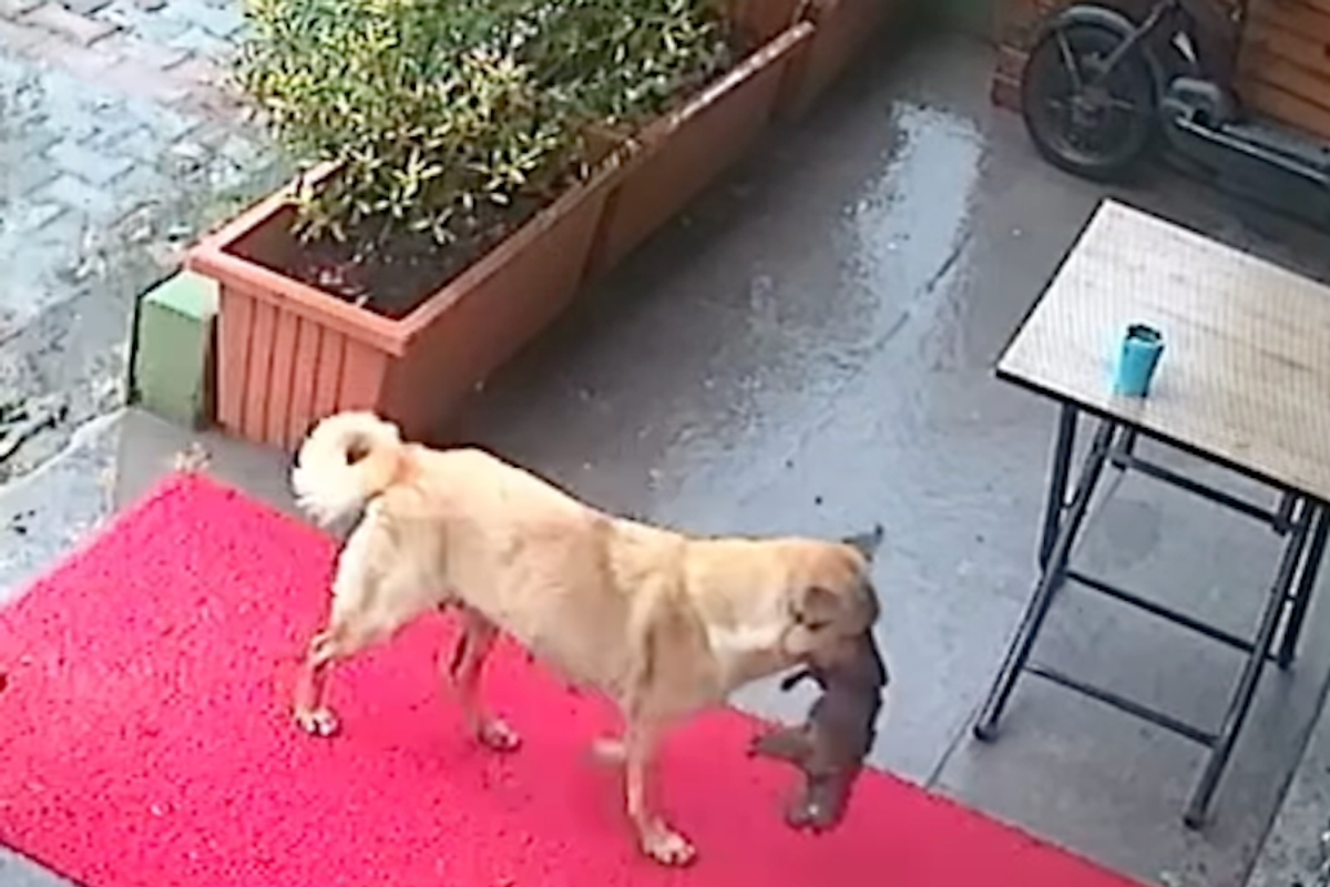 A dog with a puppy in its mouth