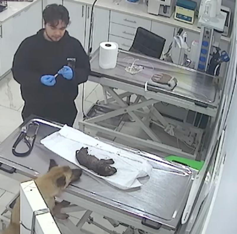 A veterinarian treating a puppy on a table in a clinic as a mother dog watches nearby