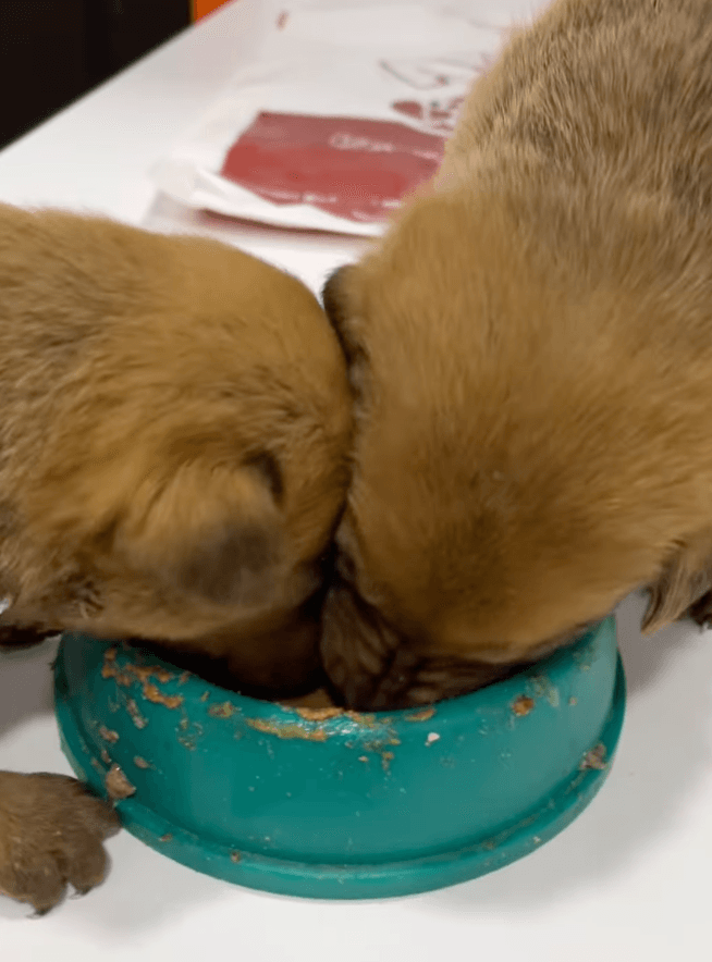 Two puppies eating out of a bowl