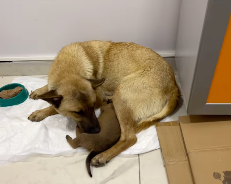 Puppy sleeping against a mother dog