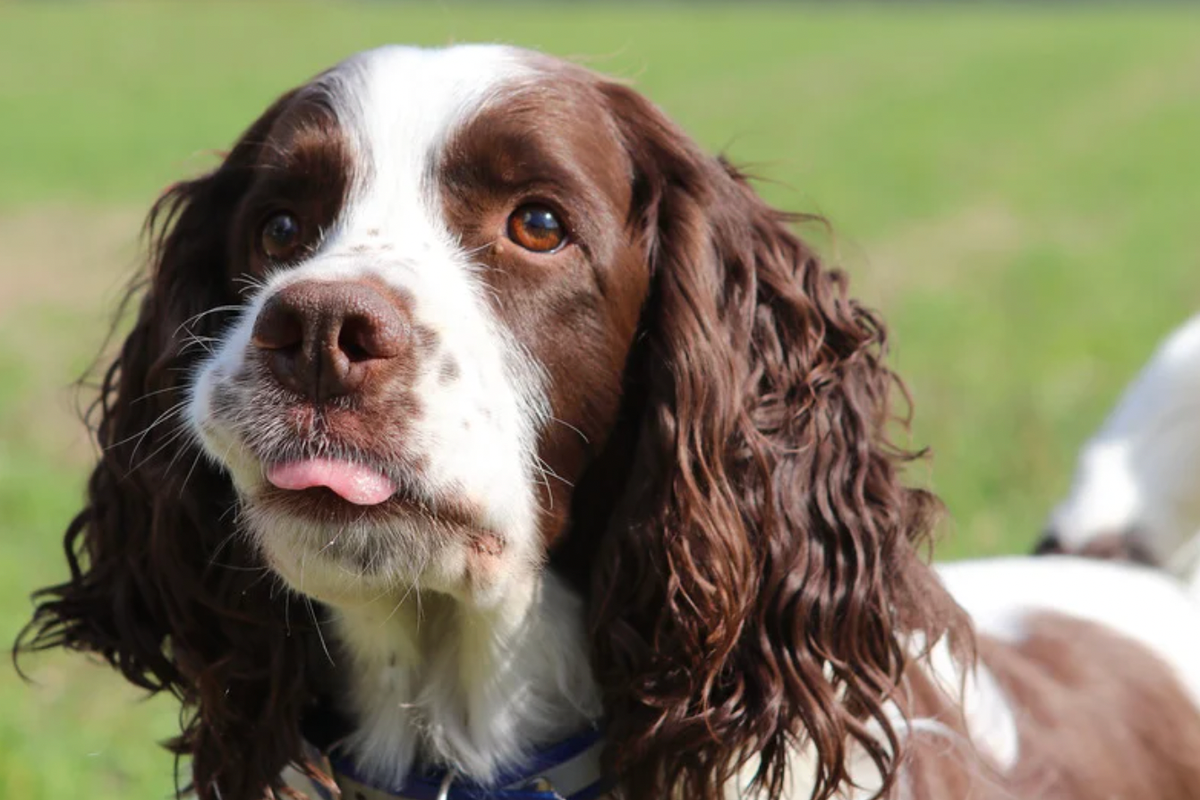 worst dog breeds, best dog breeds