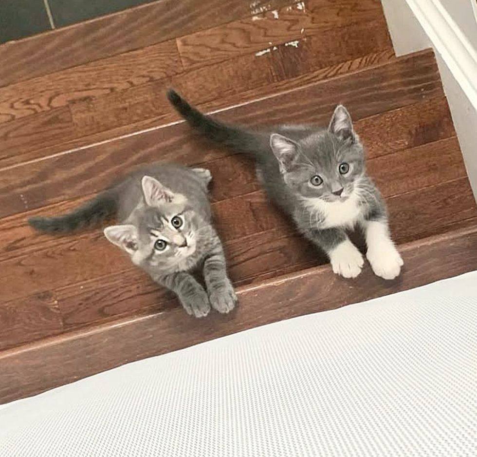 gray kittens friends