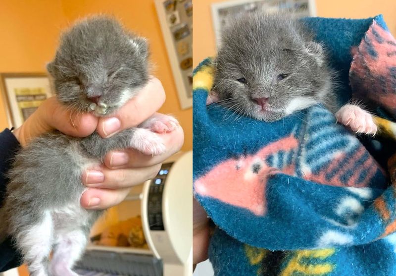 newborn kitten rescue