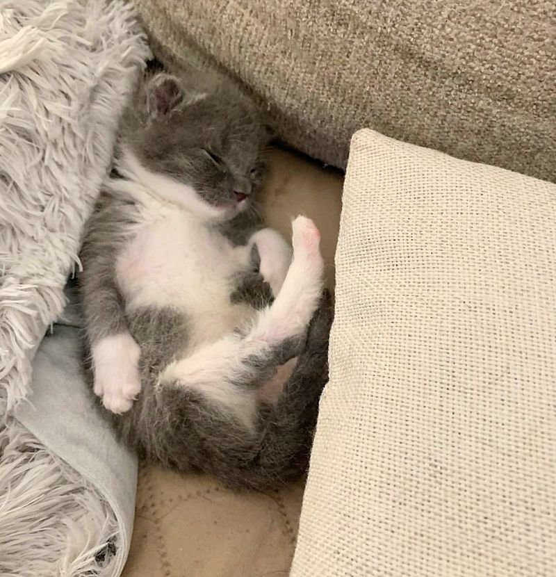 sleeping gray kitten