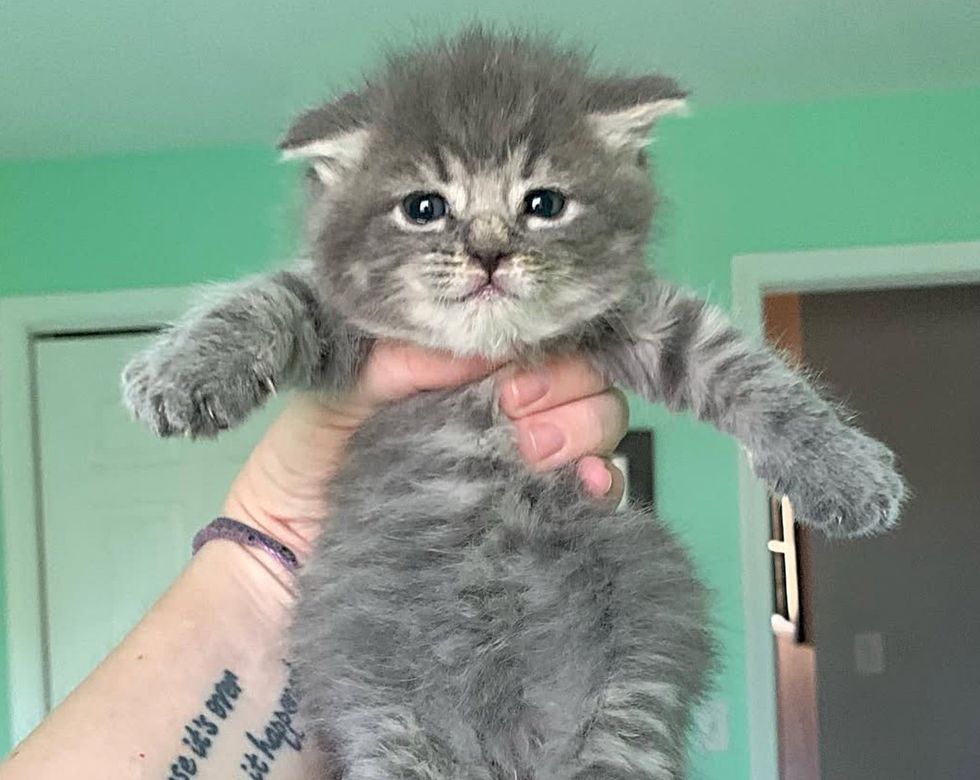 gray fluffy kitten