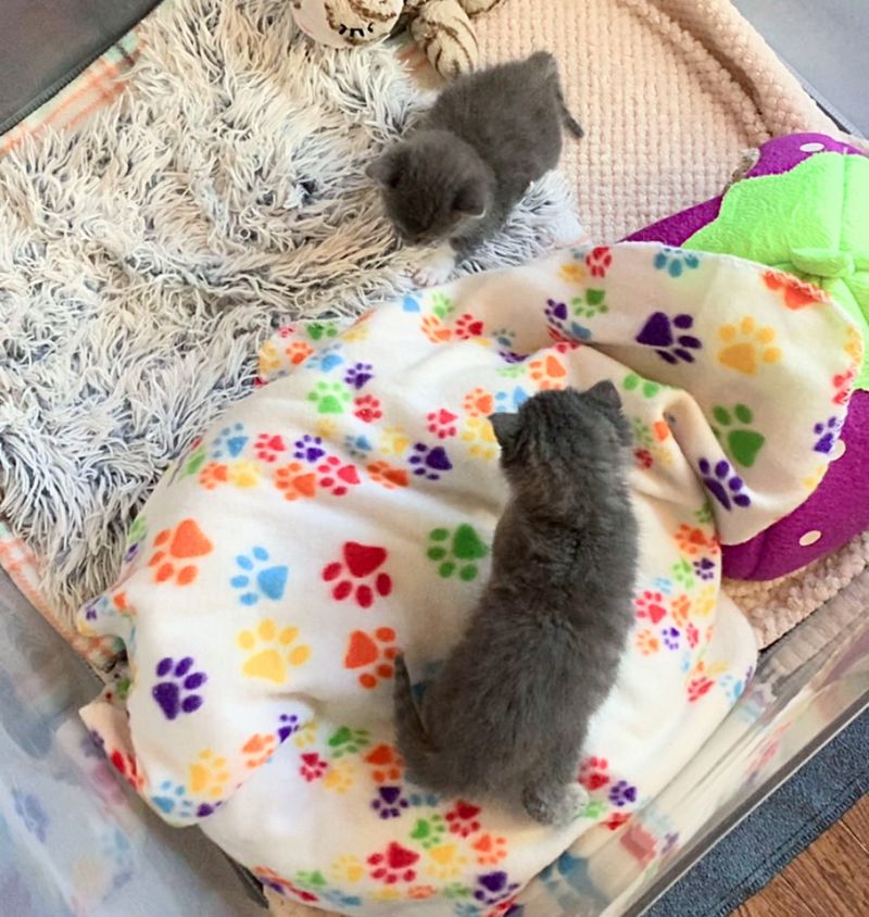 gray kittens cute