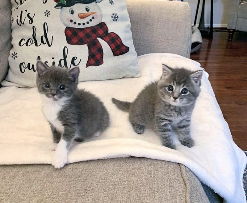 gray cute kittens