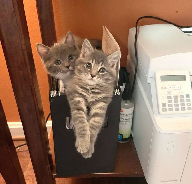 kittens file holder snuggles