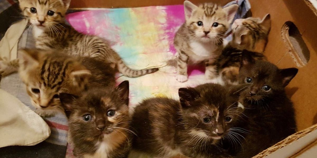 They Thought They Saved a Stray Cat, but Really Rescued Eight - Love Meow