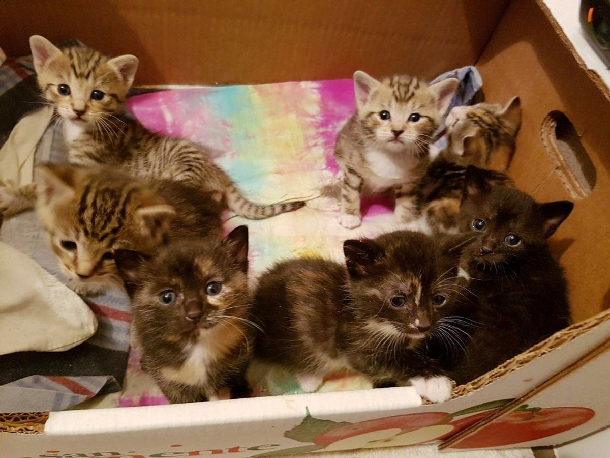 They Thought They Saved a Stray Cat, but Really Rescued Eight