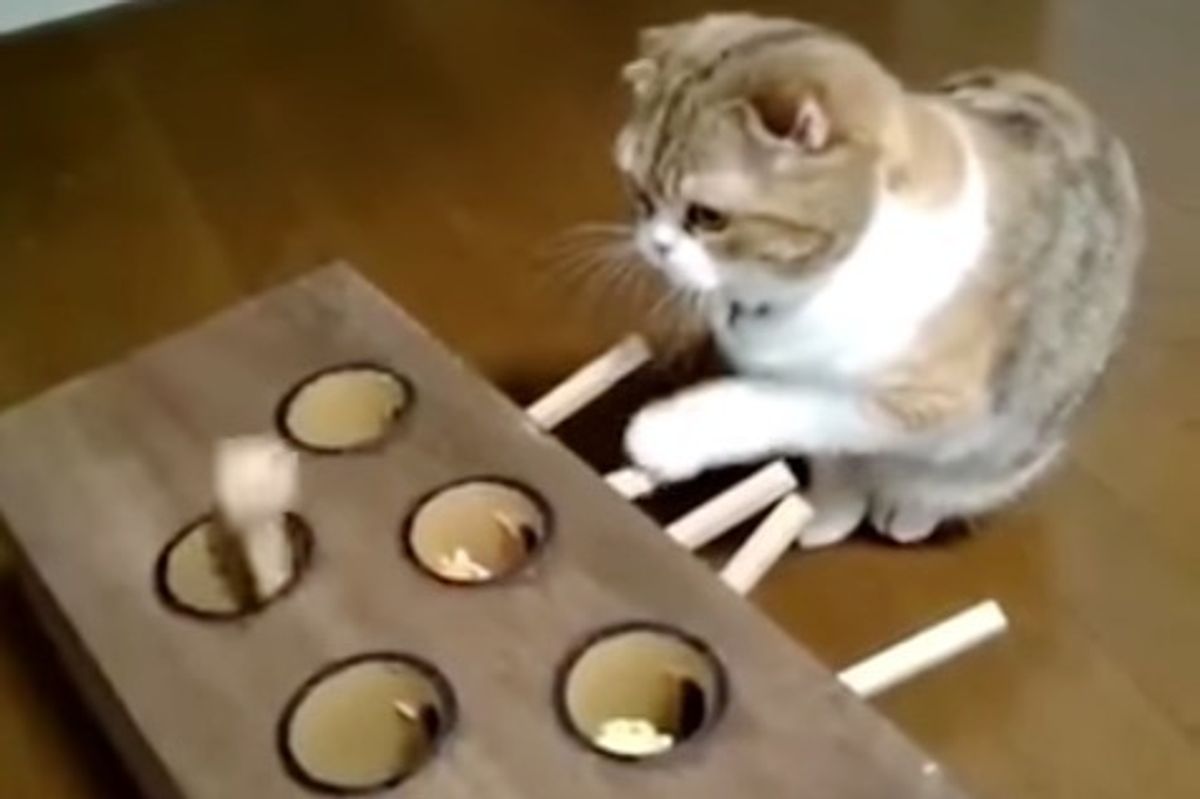 Man Built an Ingenious Toy to Keep His Cat Totally Entertained