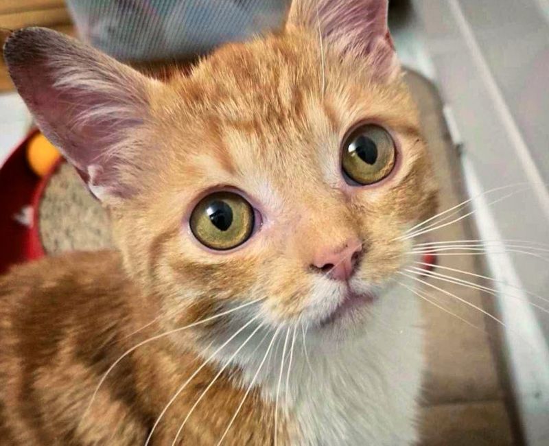 ginger cat big eyes