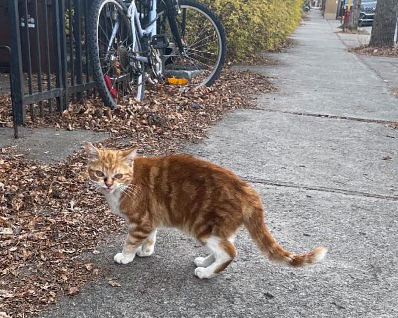 stray tabby orange cat